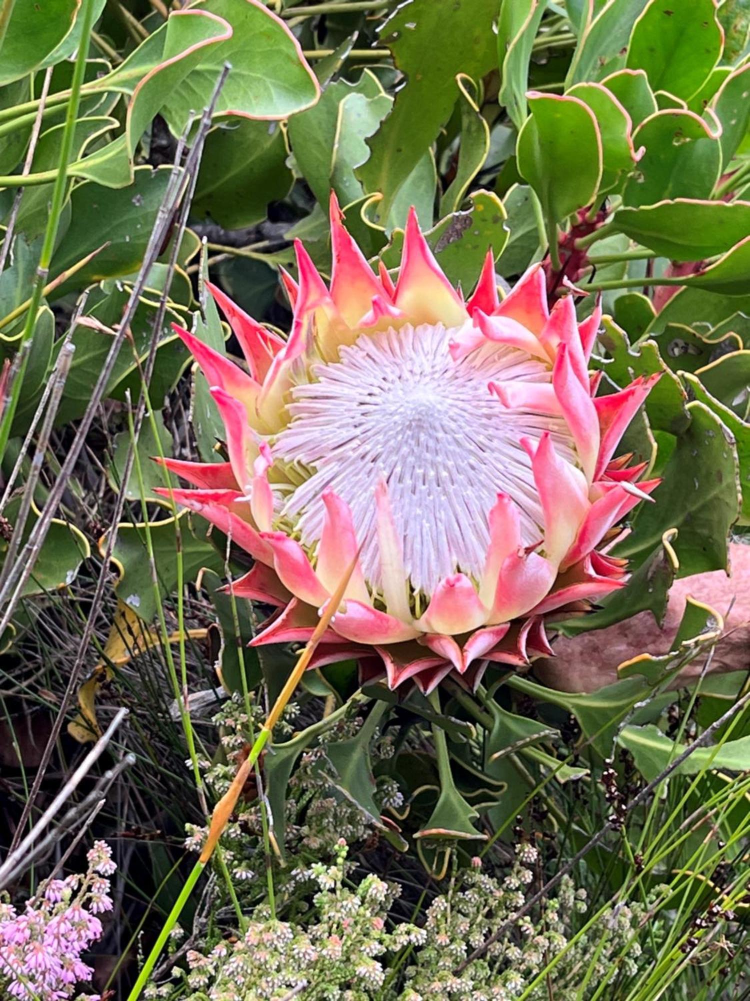 Serenity Self-Catering 2-Bed Unit Hermanus Extérieur photo